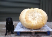 Giant Pumpkin 2013