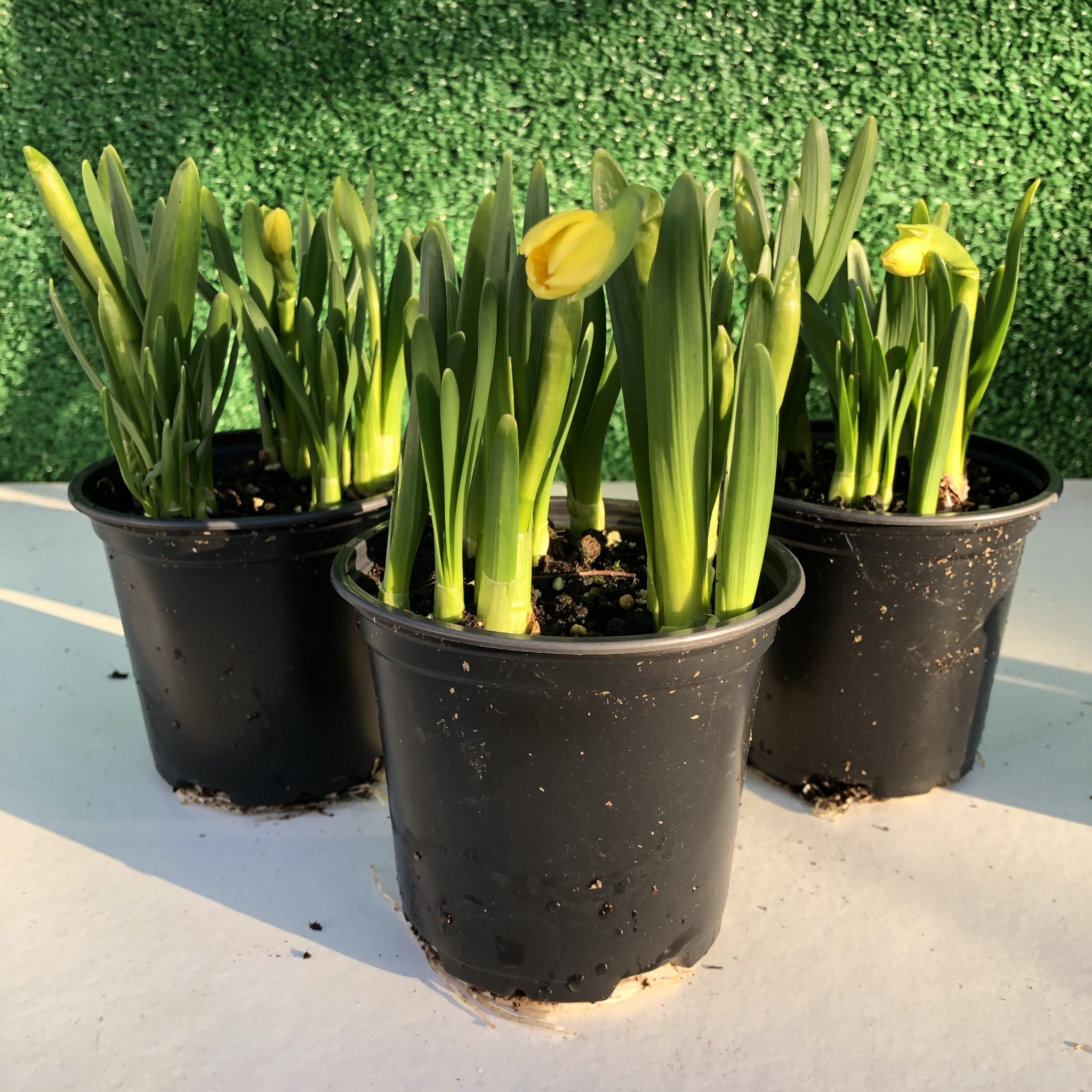 Têteàtête Dwarf Daffodils (4 Pots) Byram Nurseries