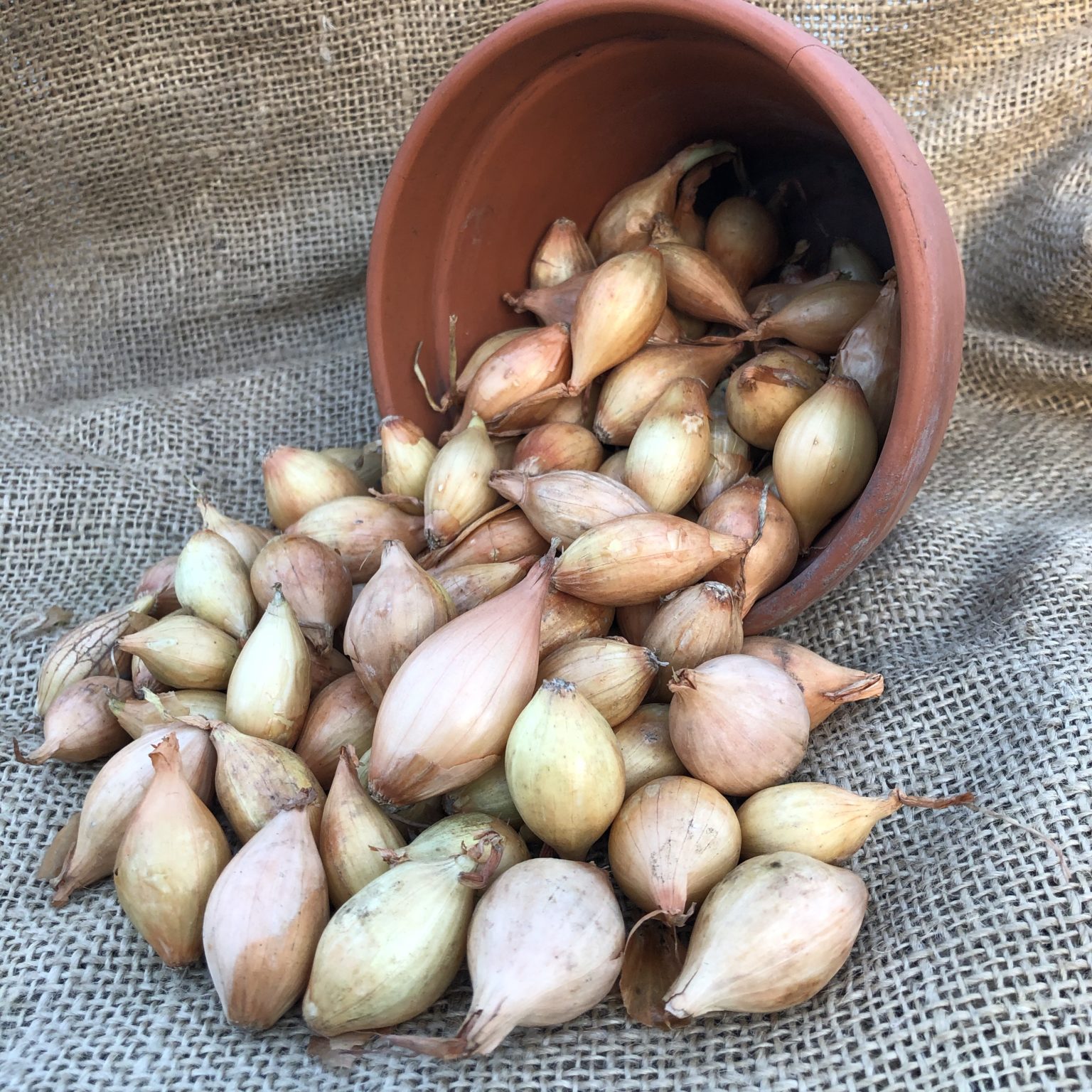 Onion Sets Centurion Byram Nurseries