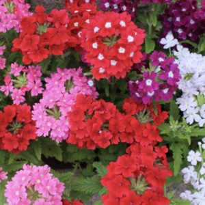 Tubs and Basket Plants