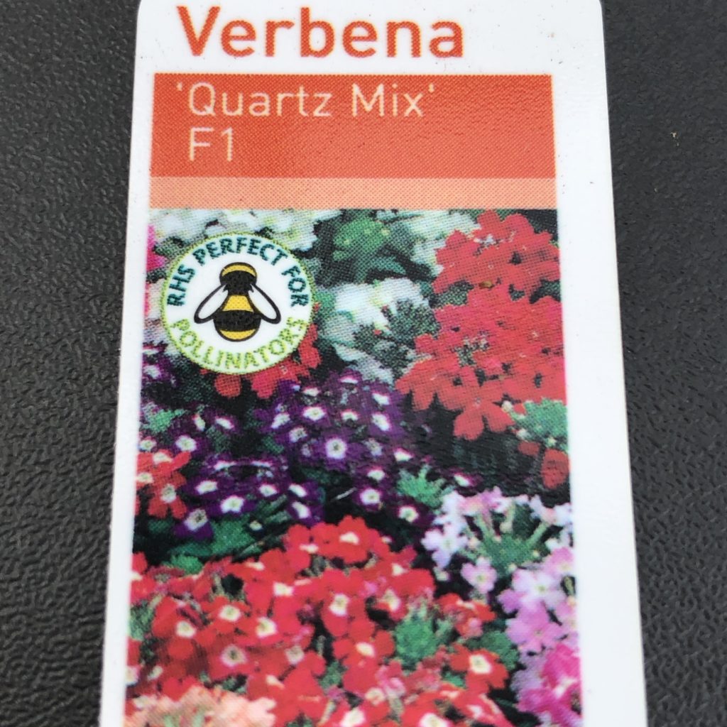 Bedding plants…Verbena Mixed Byram Nurseries